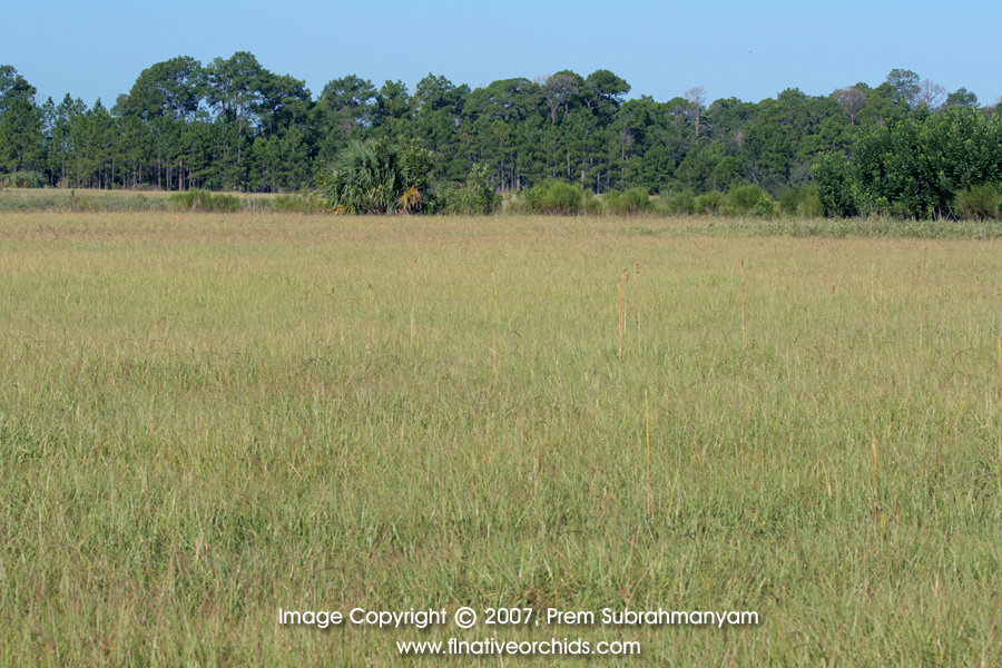 Pteroglossaspis pottsii habitat