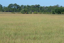 Pteroglossaspis pottsii habitat Pteroglossaspis pottsii habitat