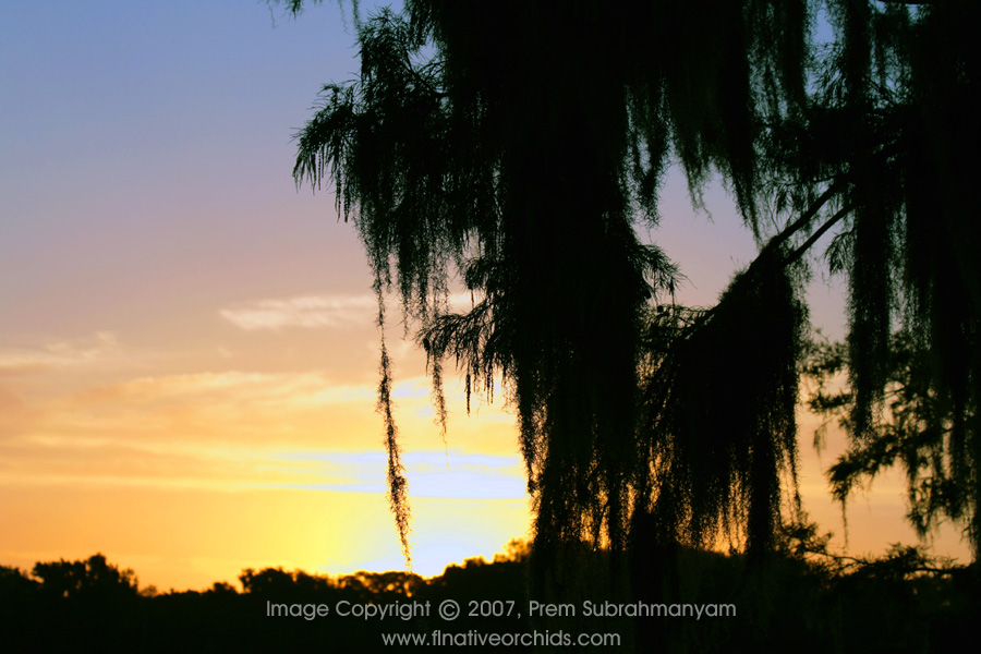A Florida Sunrise - 08 September 2007