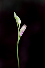 Carter's Orchid (Basiphyllaea corallicola) - Best 