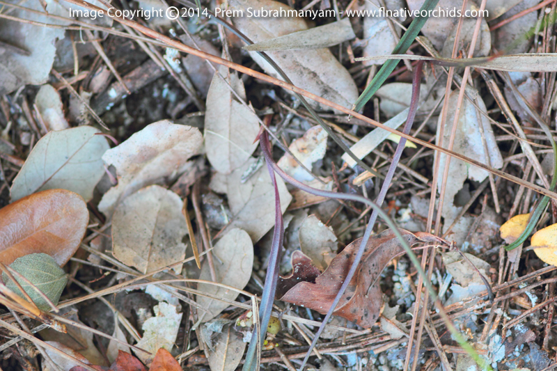 Carter's Orchid (Basiphyllaea corallicola) - Plant Closeup