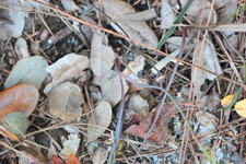 Carter's Orchid (Basiphyllaea corallicola) - Plant Closeup