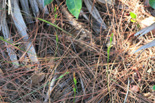 Carter's Orchid (Basiphyllaea corallicola) - Plants in Situ