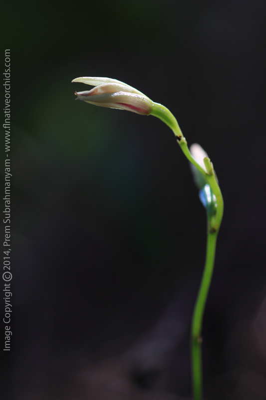 Carter's Orchid (Basiphyllaea corallicola) - Flower in Profile