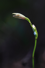 Carter's Orchid (Basiphyllaea corallicola) - Flower in Profile