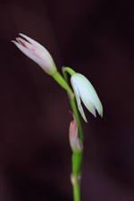 Carter's Orchid (Basiphyllaea corallicola) - Two flowers.