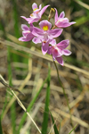 Bearded Grass Pink (Calopogon barbatus)