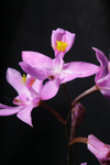 Bearded Grass Pink (Calopogon barbatus)