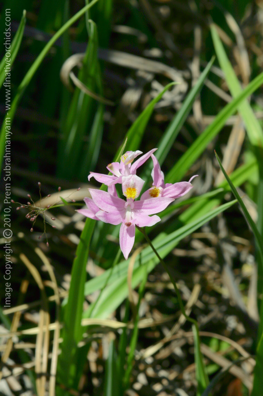 Bearded Grass Pink (Calopogon barbatus)