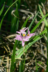 Bearded Grass Pink (Calopogon barbatus)
