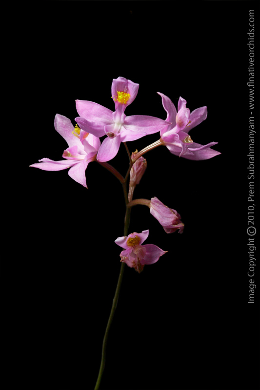Bearded Grass Pink (Calopogon barbatus)