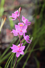 Multiflowered Grass Pink (Calopogon multiflorus) - Entire inflorescence