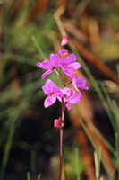 Multiflowered Grass Pink (Calopogon multiflorus) - Single Flowering Stem