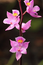 Multiflowered Grass Pink (Calopogon multiflorus) - Flower closeup.
