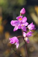Multiflowered Grass Pink (Calopogon multiflorus) - Heavily Bedewed Flower