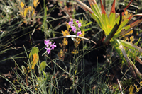 Multiflowered Grass Pink (Calopogon multiflorus) - Plants In Situ