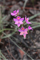 Multiflowered Grass Pink (Calopogon multiflorus) - entire inflorescence