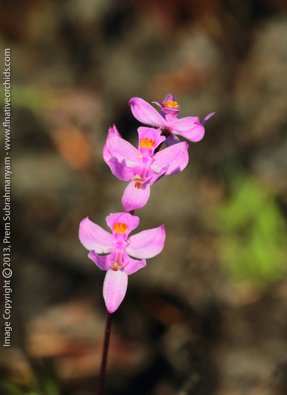 Multiflowered Grass Pink (Calopogon multiflorus) Possible Hybrid