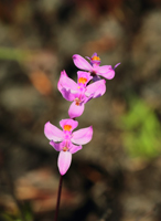 Multiflowered Grass Pink (Calopogon multiflorus) Possible Hybrid