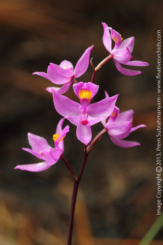 Multiflowered Grass Pink (Calopogon multiflorus) - Entire inflorescence