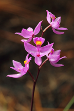 Multiflowered Grass Pink (Calopogon multiflorus) - Entire inflorescence