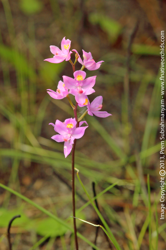 Multiflowered Grass Pink (Calopogon multiflorus) - Entire inflorescence