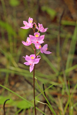 Multiflowered Grass Pink (Calopogon multiflorus) - Entire inflorescence