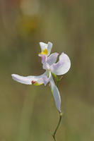 Pale Grass Pink (Calopogon pallidus) - flower