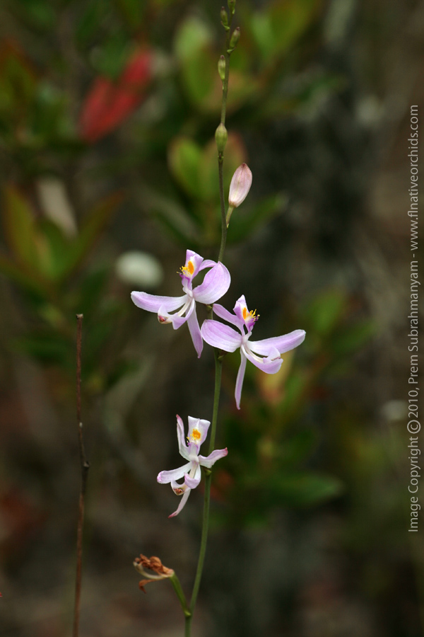 Pale Grass Pink (Calopogon pallidus) - flowers