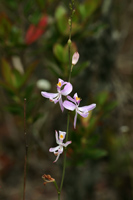 Pale Grass Pink (Calopogon pallidus) - flowers