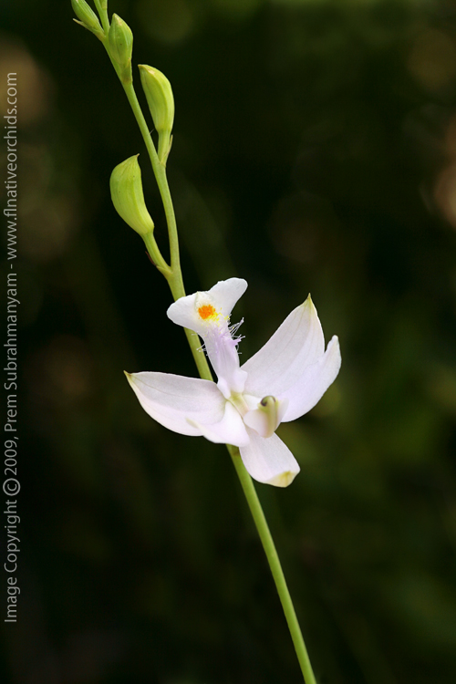 Calopogon tuberosus (Grass Pink Orchid) - Semi-albus Form.