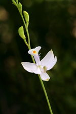 Calopogon tuberosus (Grass Pink Orchid) - Semi-albus Form.
