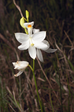 Grass Pink Orchid (Calopogon tuberosus fma. albus)