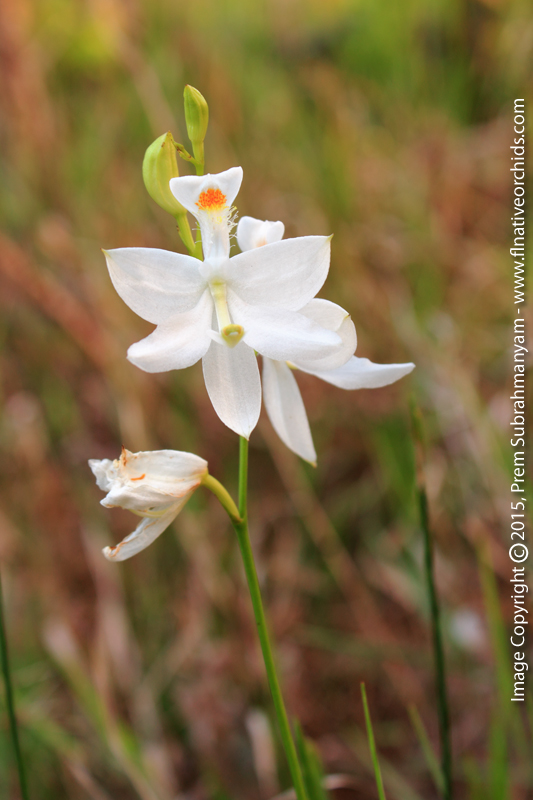 Grass Pink Orchid (Calopogon tuberosus fma. albus)