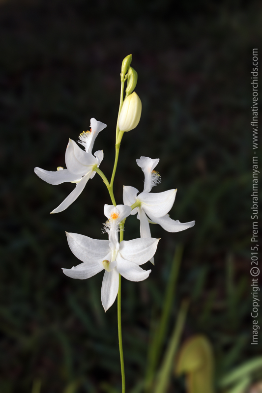 Grass Pink Orchid (Calopogon tuberosus fma. albus)
