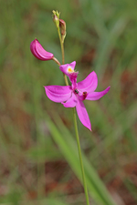 Calopogon tuberosus (Grass Pink) - Dark Pink Flower