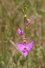 Calopogon tuberosus (Grass Pink Orchid) - Typical Form