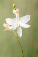 Grass Pink Orchid (Calopogon tuberosus fma. albus)