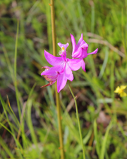 Grass Pink (Calopogon tuberosus) - Flowers on a Roadside