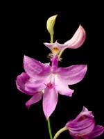 Calopogon tuberosus (Grass Pink Orchid) - Light Pink Form