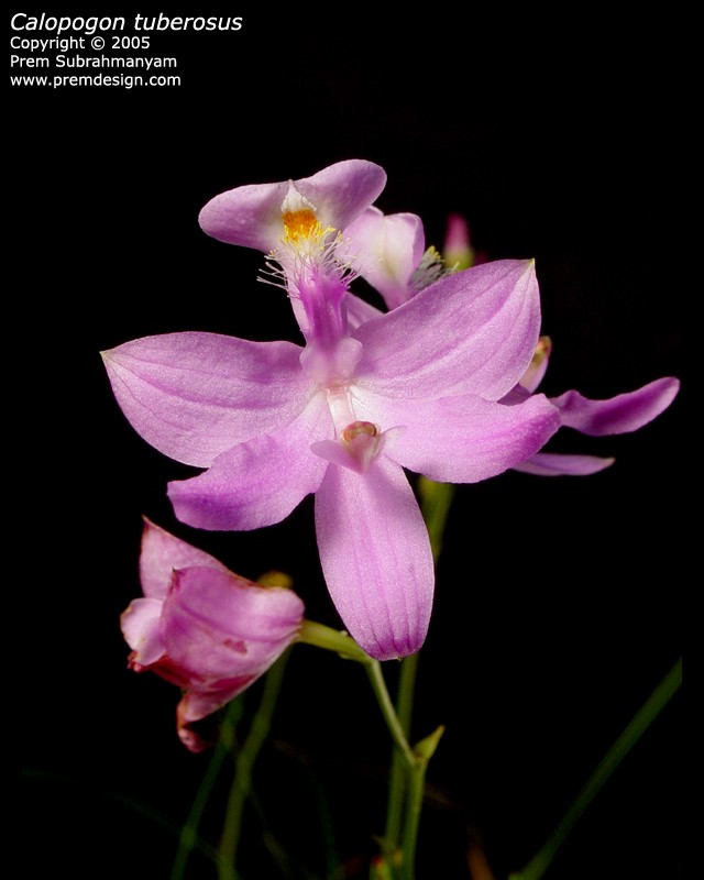 Calopogon tuberosus (Grass Pink Orchid) - Light Pink Form