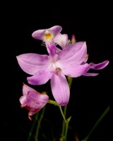 Calopogon tuberosus (Grass Pink Orchid) - Light Pink Form