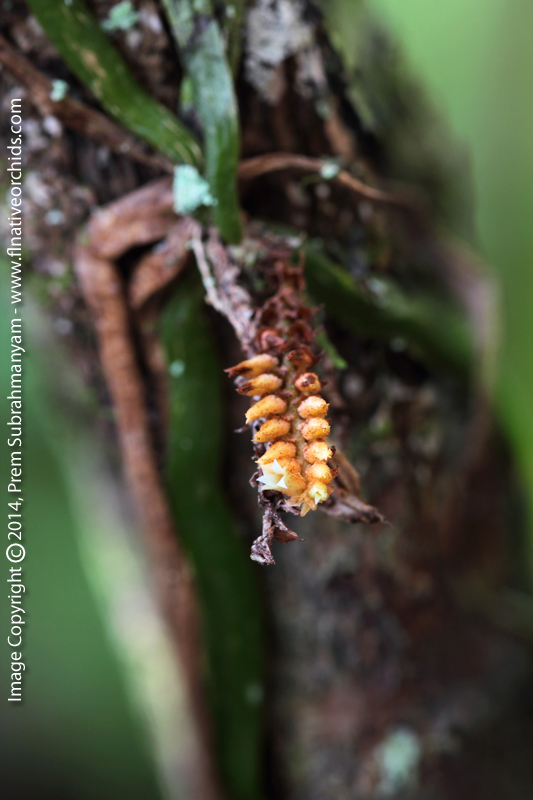 Thickroot Orchid/Ribbon Orchid (Campylocentrum pachyrrhizum) - flower.