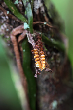 Thickroot Orchid/Ribbon Orchid (Campylocentrum pachyrrhizum) - flower.