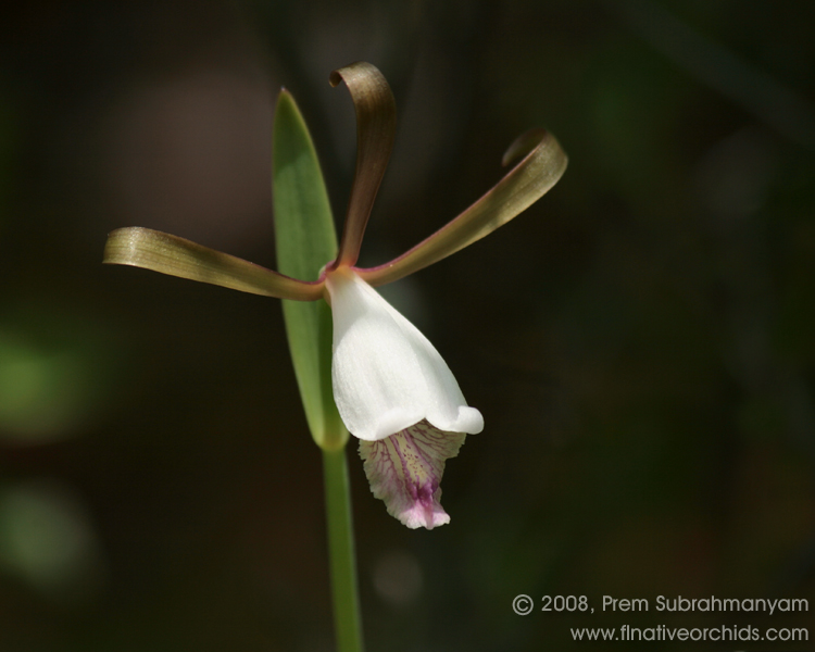 Rosebud Orchid, Spreading Pogonia (Cleistes bifaria)