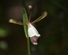 Rosebud Orchid, Spreading Pogonia (Cleistes bifaria)