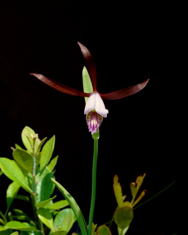 Rosebud Orchid, Spreading Pogonia (Cleistes bifaria)
