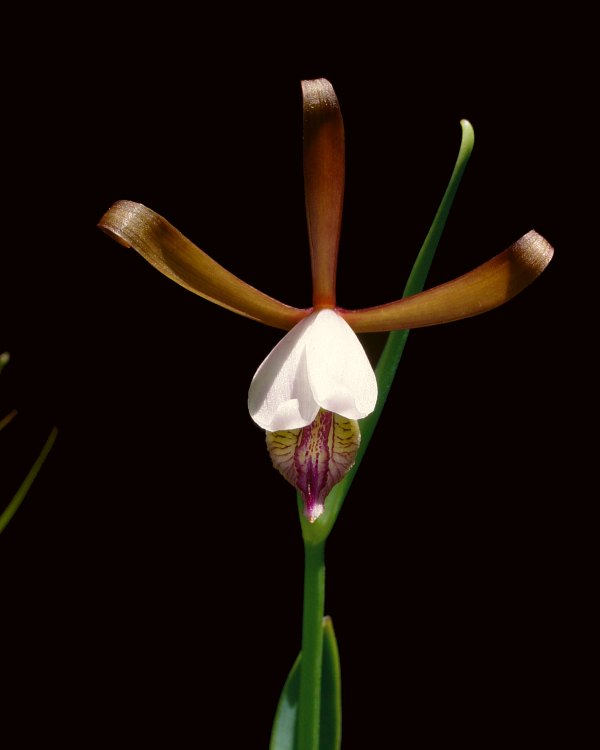 Rosebud Orchid, Spreading Pogonia (Cleistes bifaria)