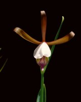 Rosebud Orchid, Spreading Pogonia (Cleistes bifaria)