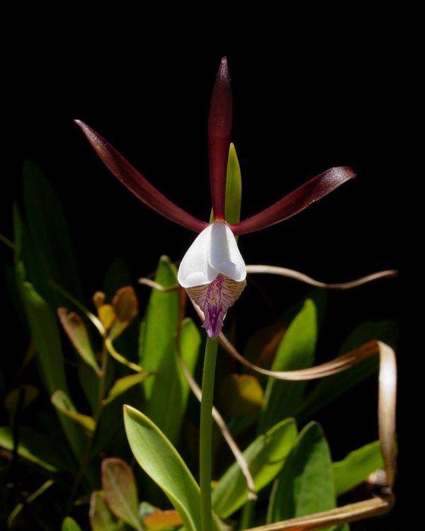 Rosebud Orchid, Spreading Pogonia (Cleistes bifaria)
